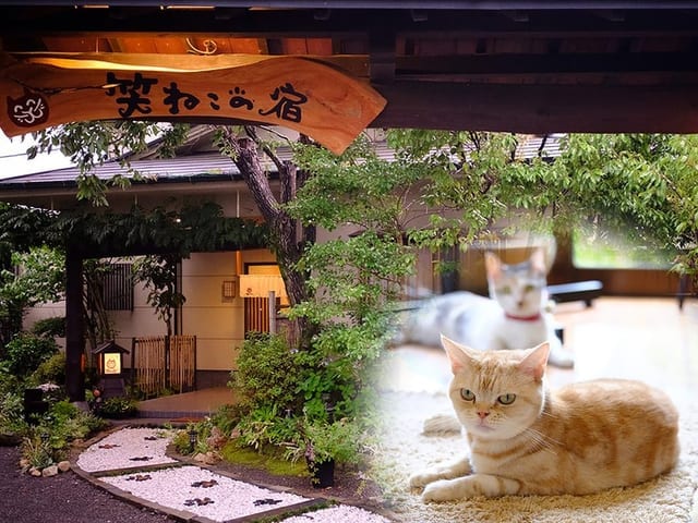 「笑ねこの宿」の木彫り看板が掛かる入口。館内でくつろぐ猫の姿が添えられている