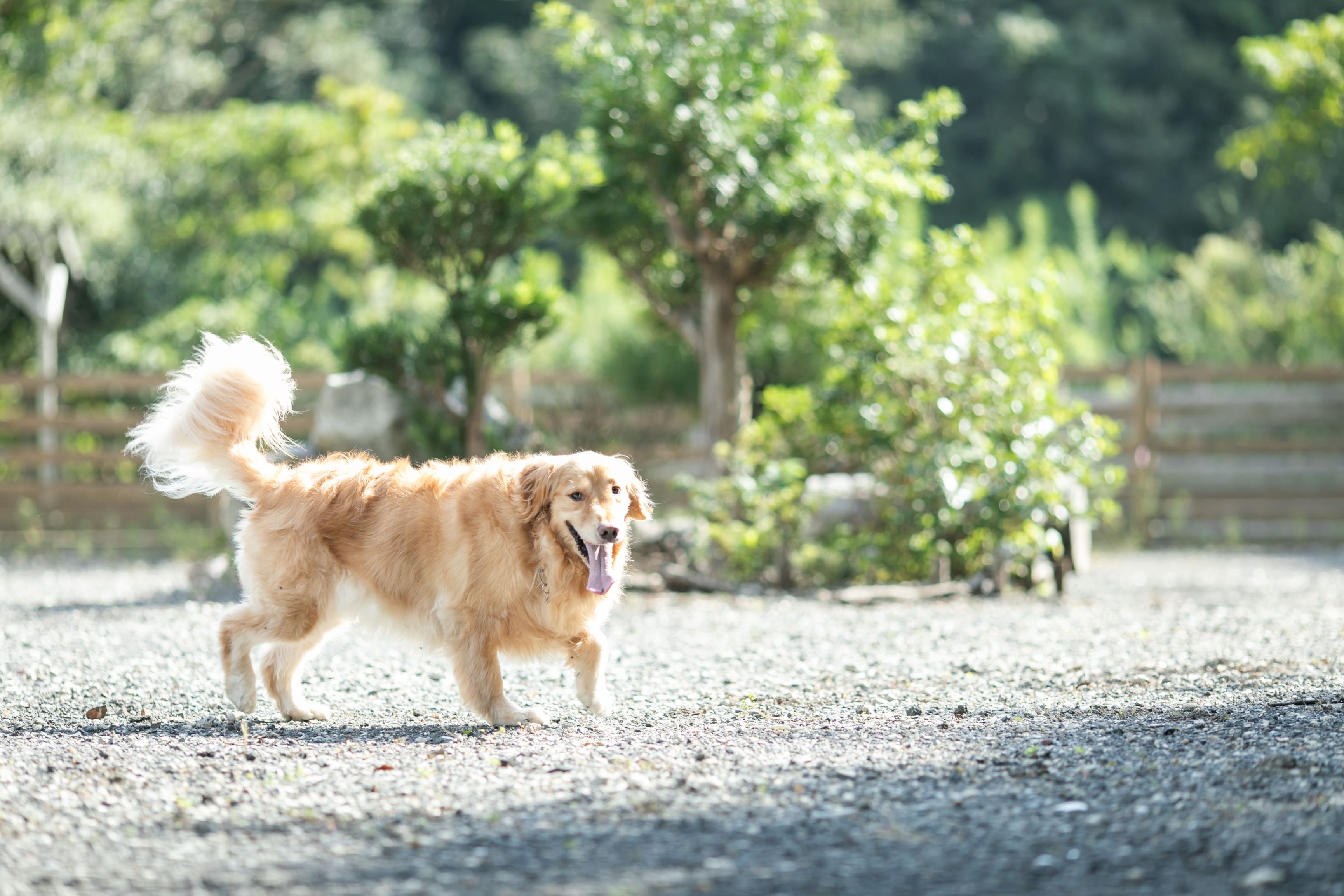 走る犬ちゃん