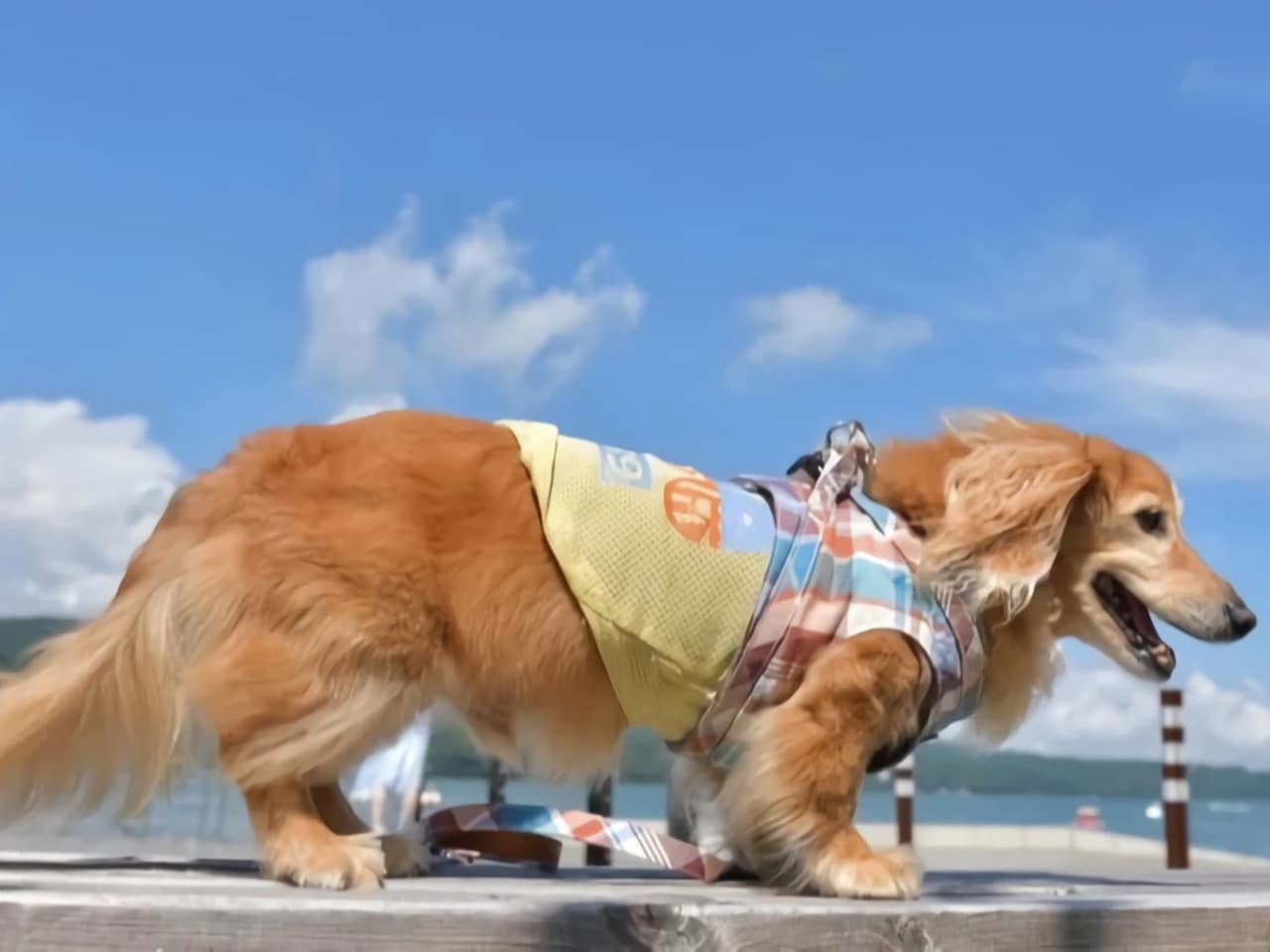 愛犬と遊べる遊歩道