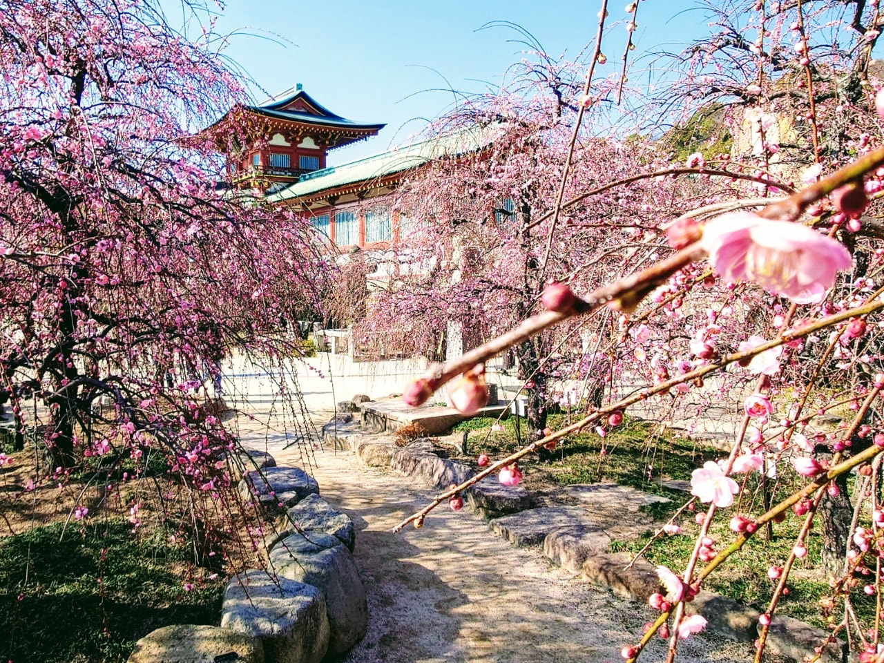防府天満宮の春