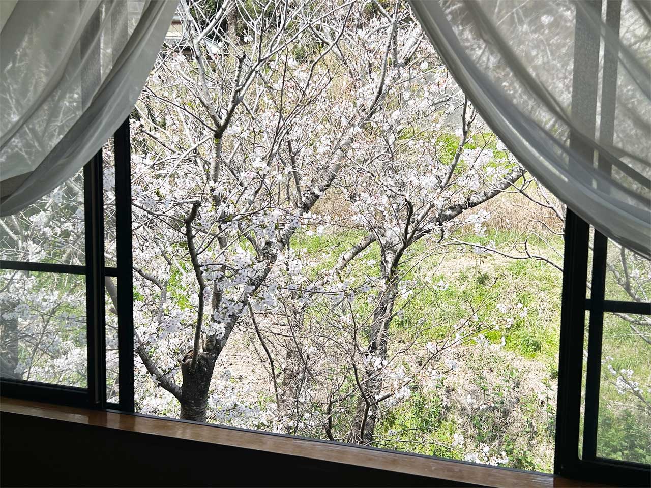 3-4月　桜　客室窓 露天から