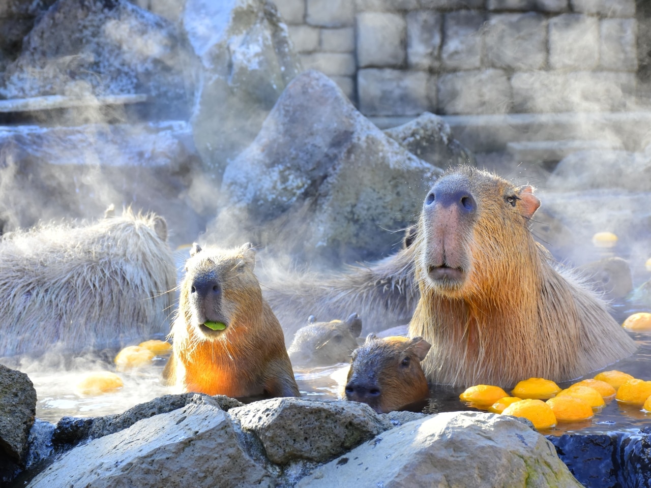 伊豆シャボテン動物公園がゼロ距離！