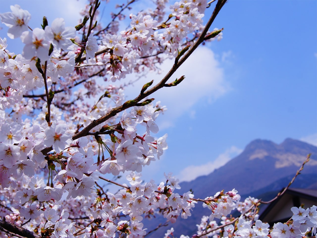 四季の宿る滞在型旅館で過ごすひととき。