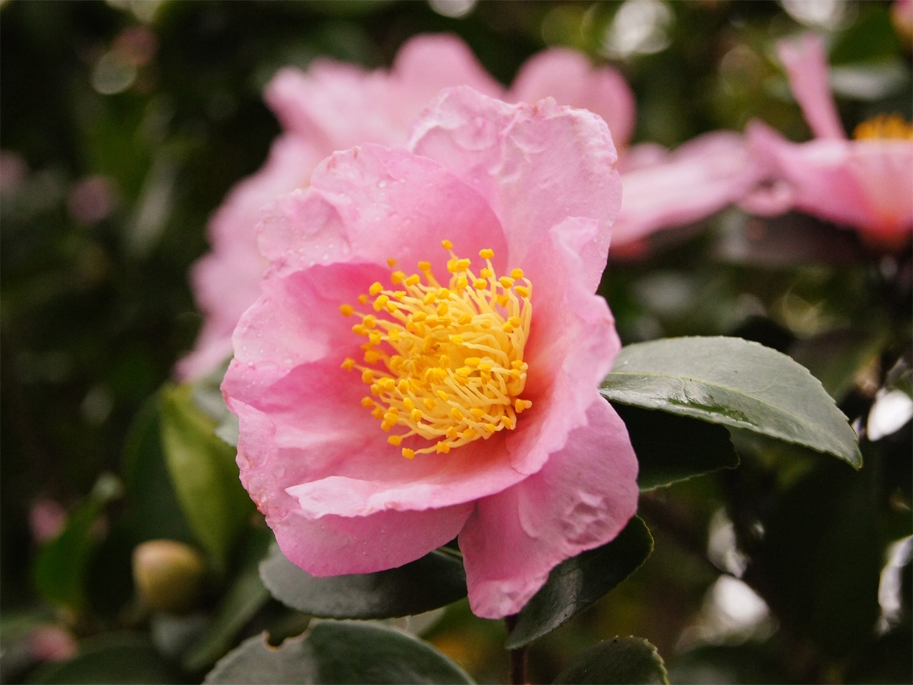 四季を彩る花々