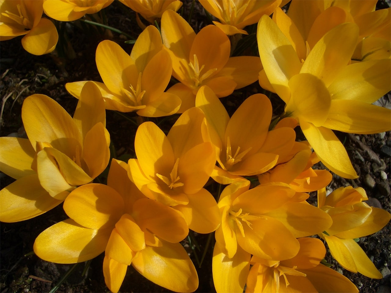 四季を彩る花々