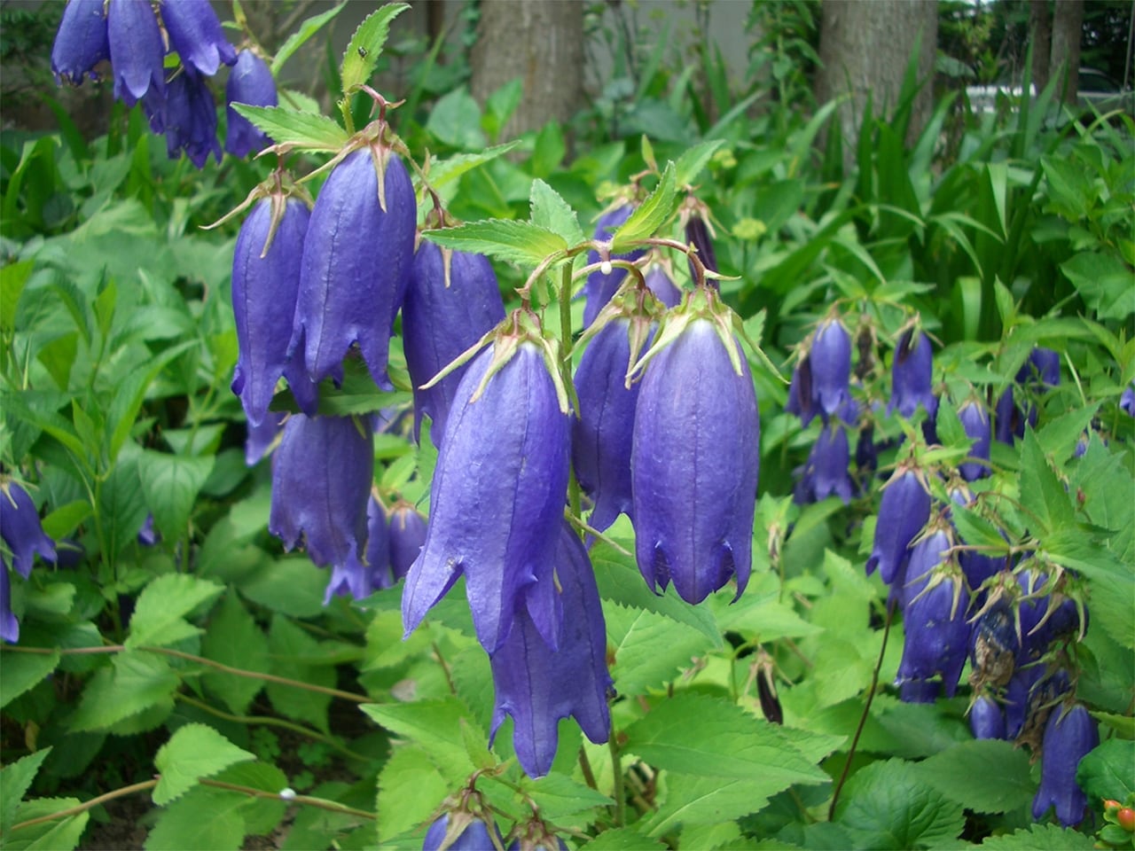 四季を彩る花々