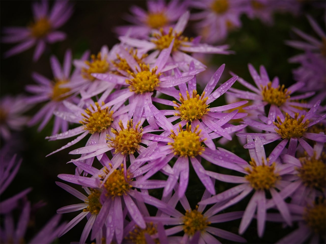 四季を彩る花々