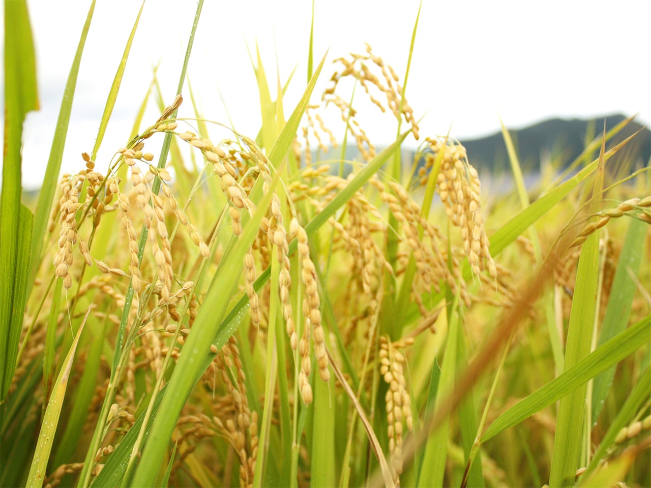 自家水田で育てた湯布院のお米