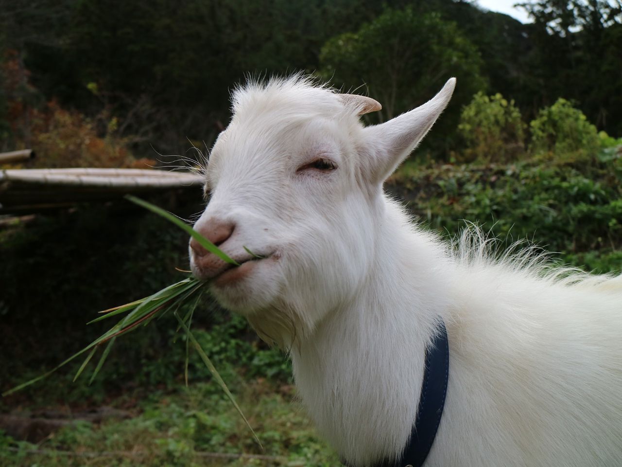 ヤギのウミくんとサトくんが皆さまをお迎えします。