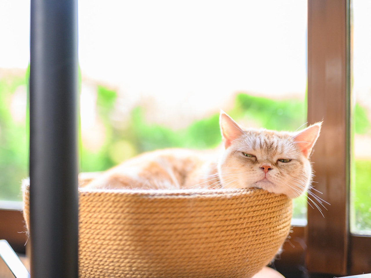 ねこカフェ