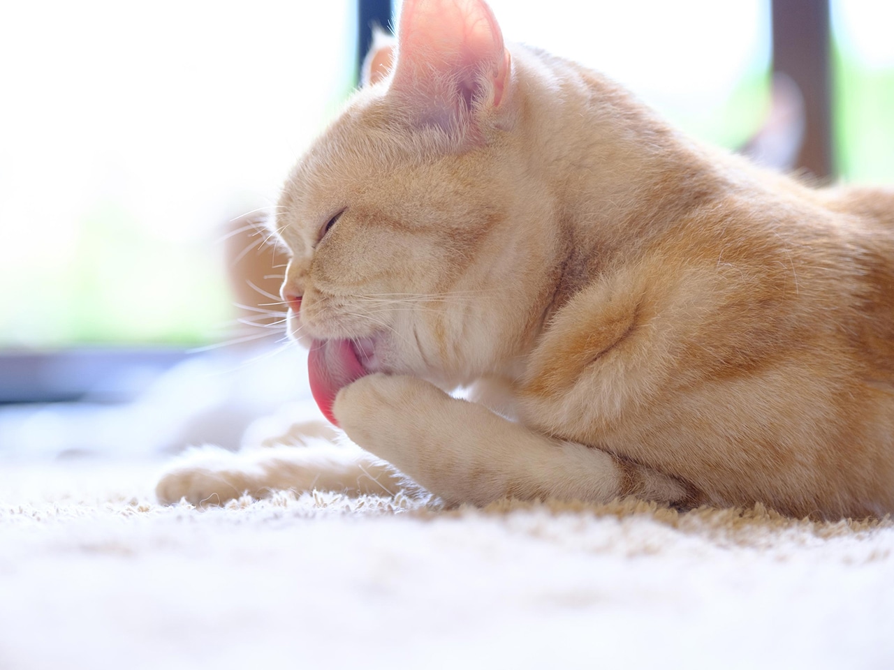 ねこカフェ