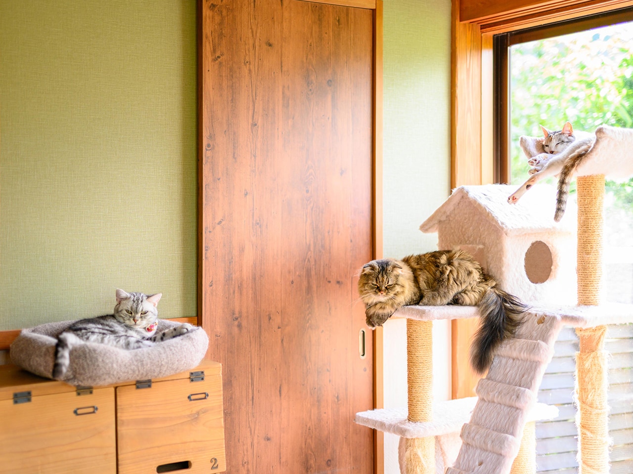 ねこカフェ