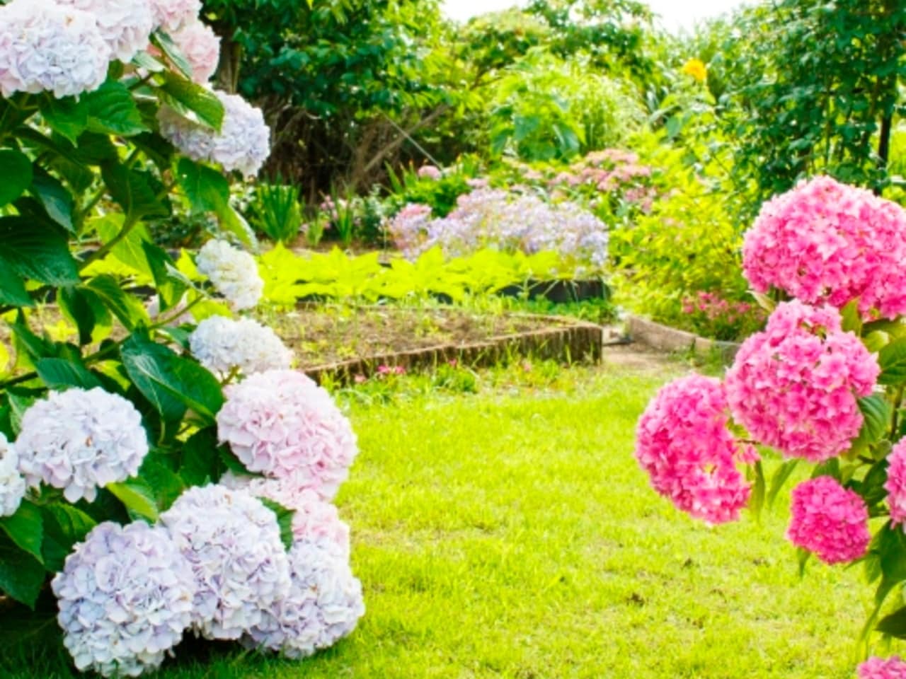 お花