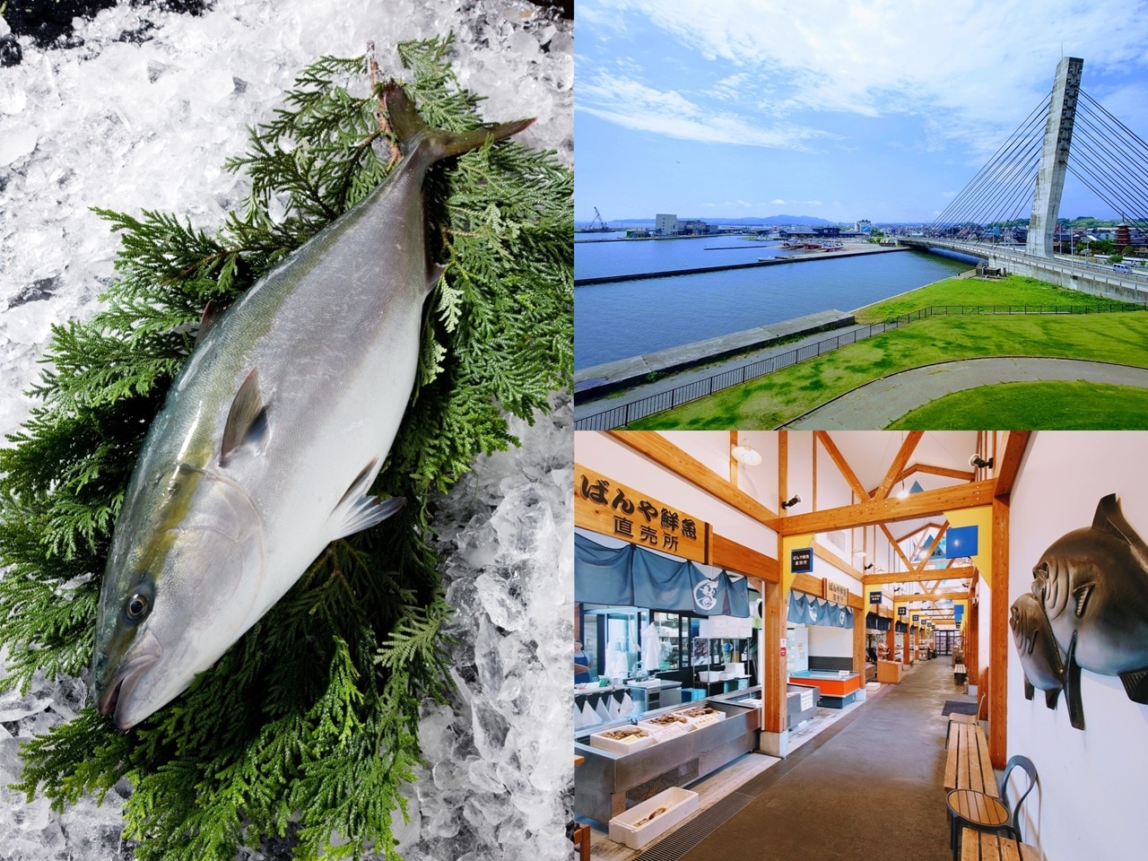 【周辺観光情報】今年も氷見漁港でブリの水揚げが始まりました。