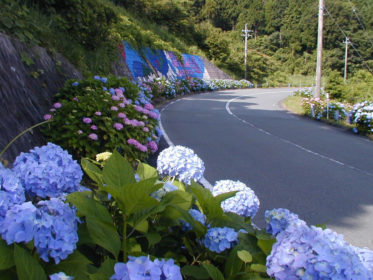 紫陽花 6,000株