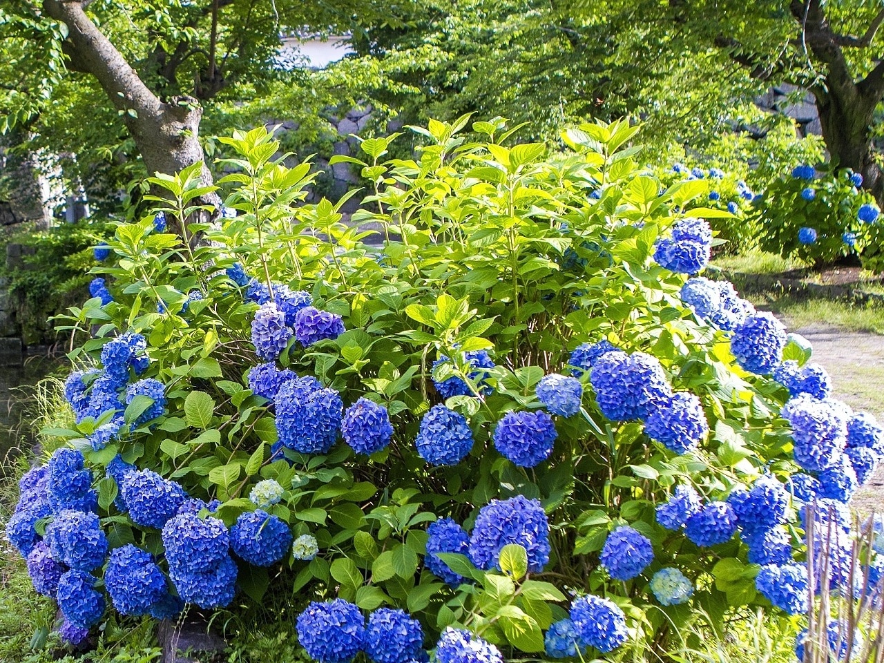 【夏：初夏を彩るあじさい（舞鶴公園）】