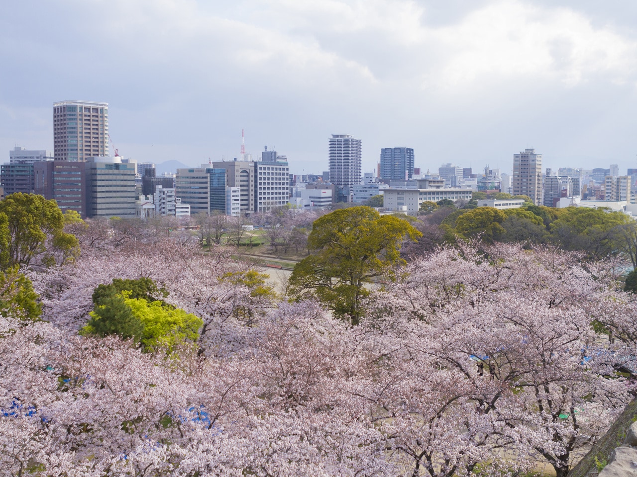 【春：春爛漫の桜（舞鶴公園）】