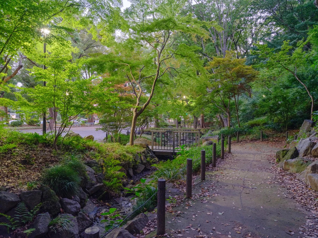 【もみじ谷】11月末ごろには、一面赤く染まった紅葉でいっぱいになります。画像