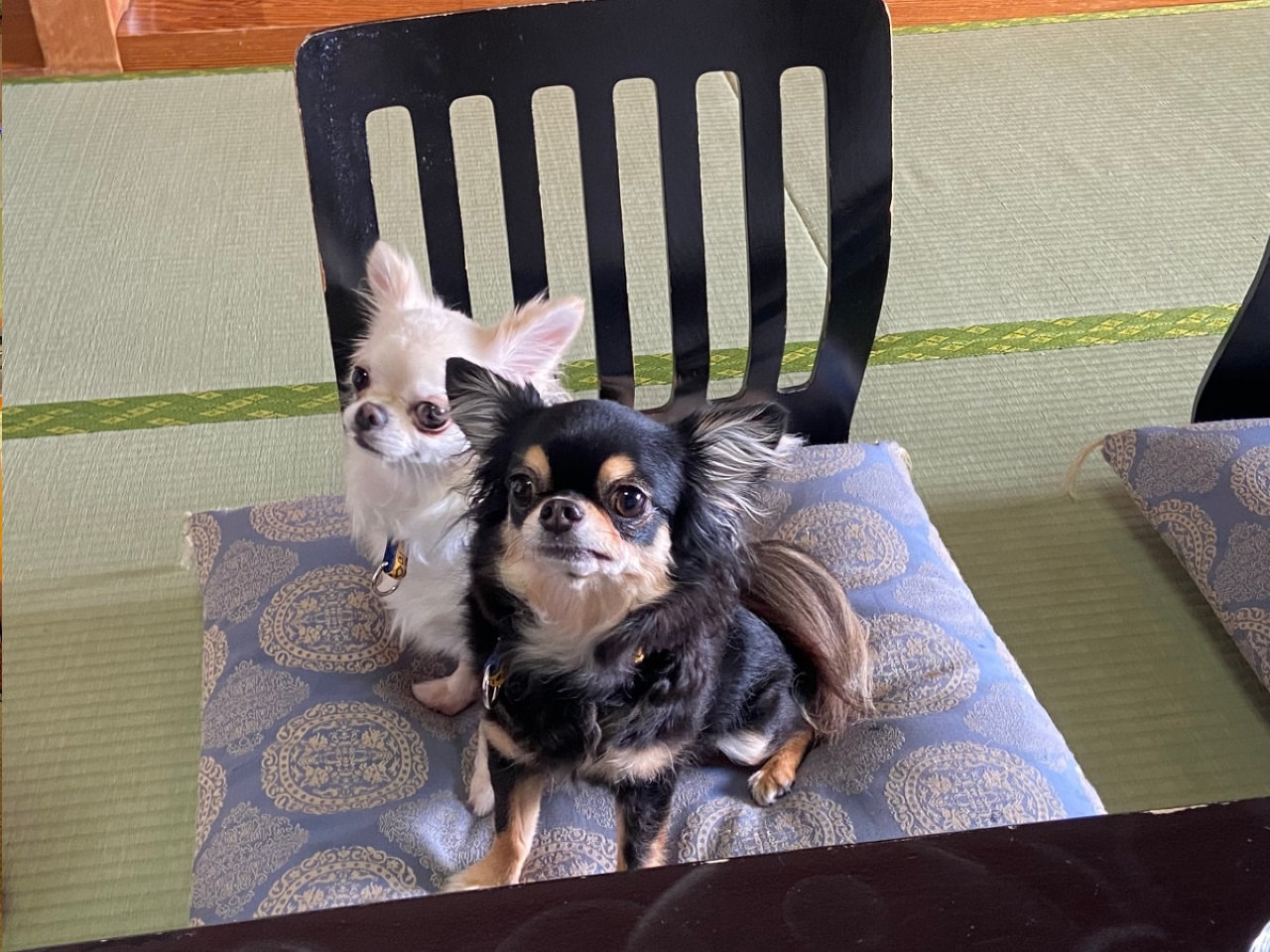 愛犬と宿泊できます