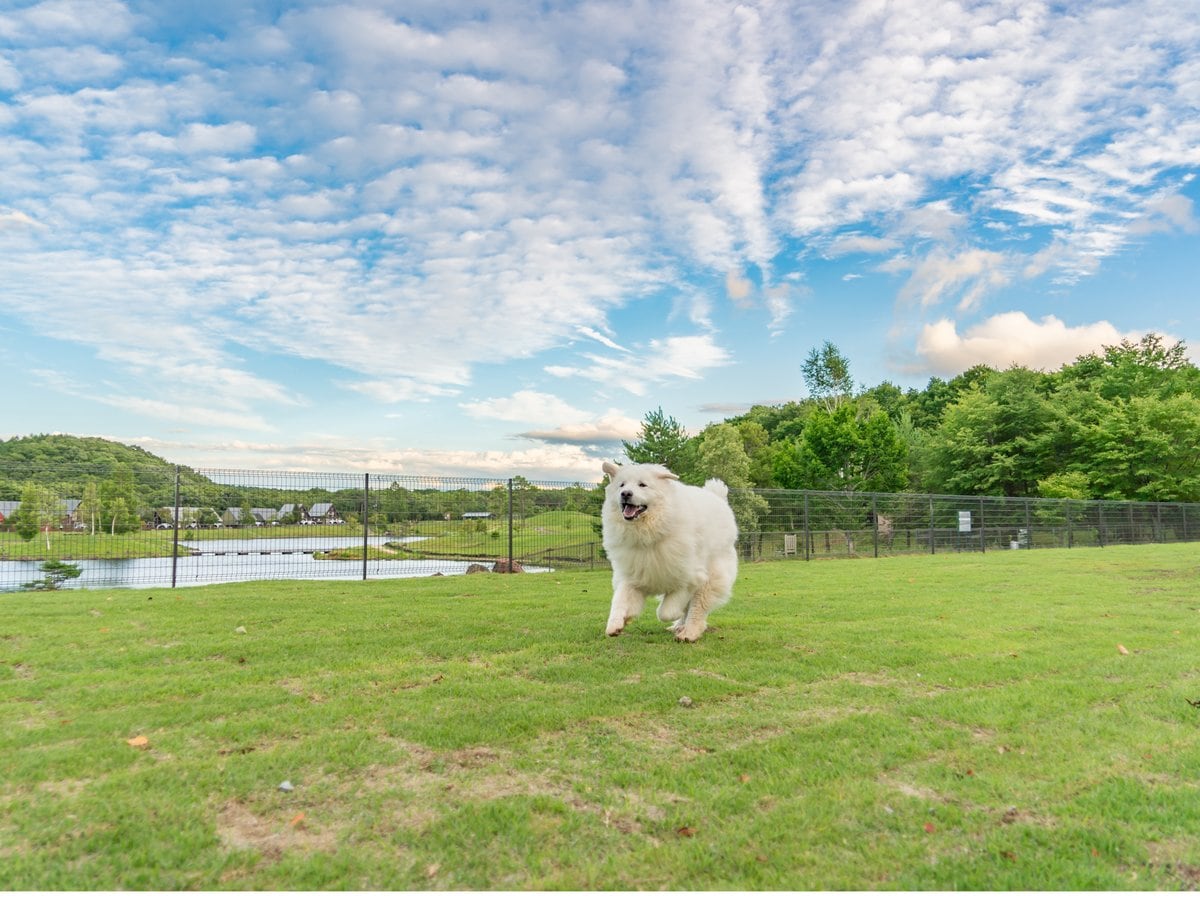 大型犬優先ゾーン 約540㎡ございます。