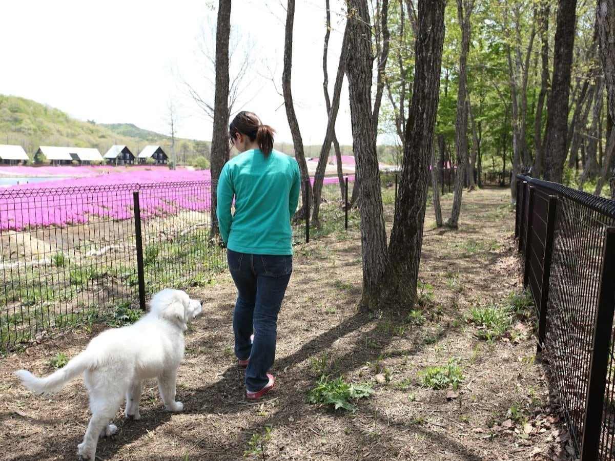 ドッグウォークはノーリードで愛犬とお散歩ができます。