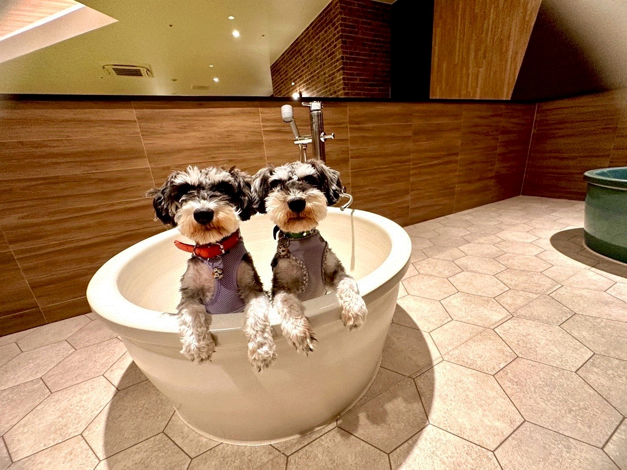 【屋内ドッグラン（ワンちゃん用浴槽）】