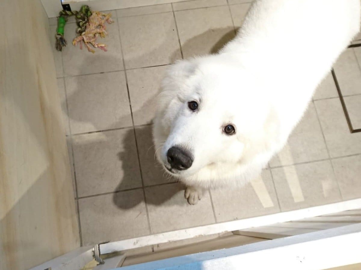 看板犬・ジーナ