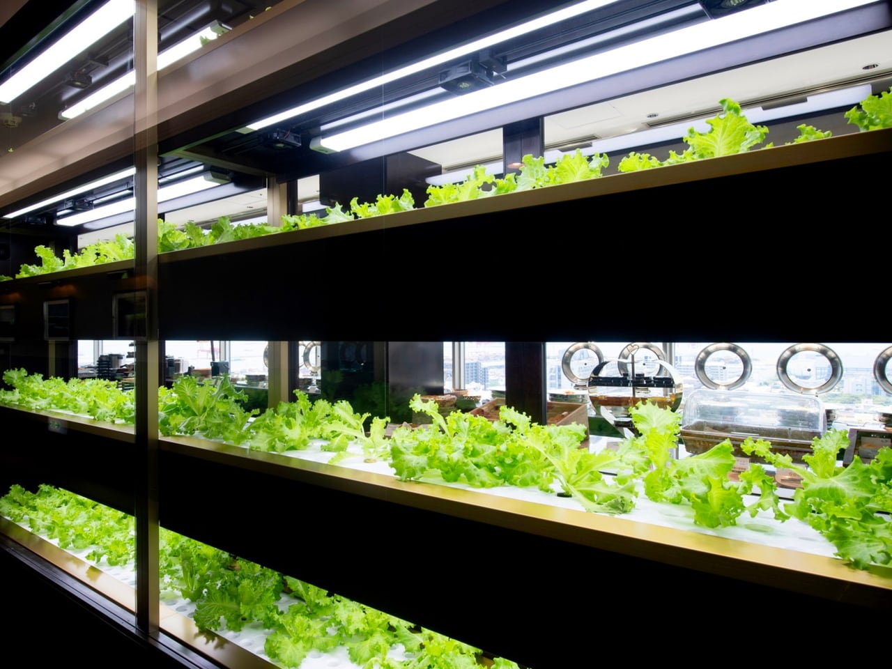 水耕栽培の設備を設置し、採れたての野菜をご提供