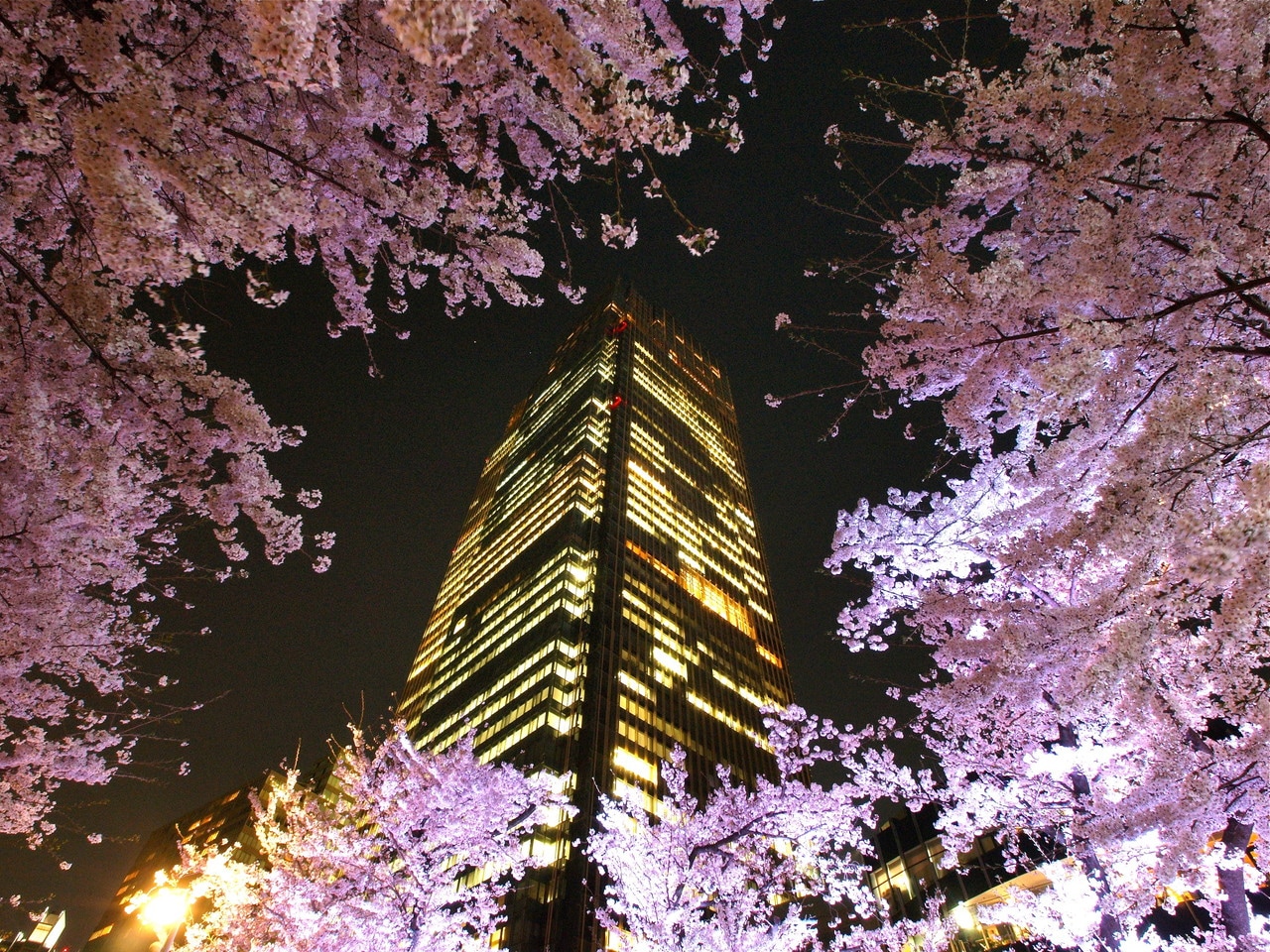 【東京ミッドタウン】春には桜が咲き華やかになります。画像