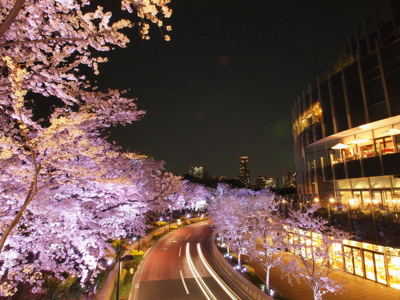 【東京ミッドタウン】春には桜が咲き華やかになります。画像