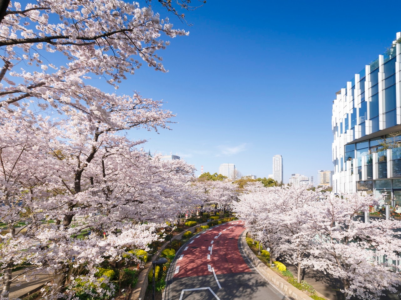 【東京ミッドタウン】春には桜が咲き華やかになります。画像