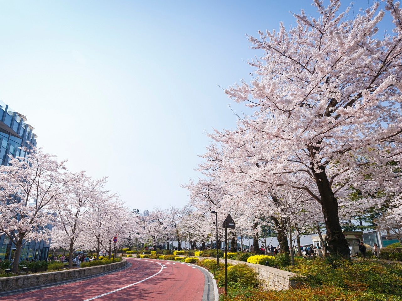 【東京ミッドタウン】春には桜が咲き華やかになります。画像