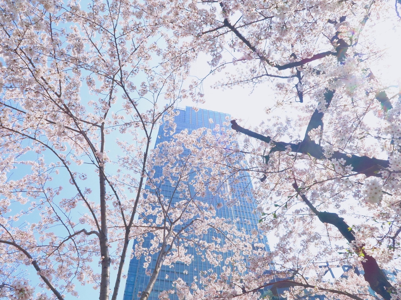 【東京ミッドタウン】春には桜が咲き華やかになります。画像