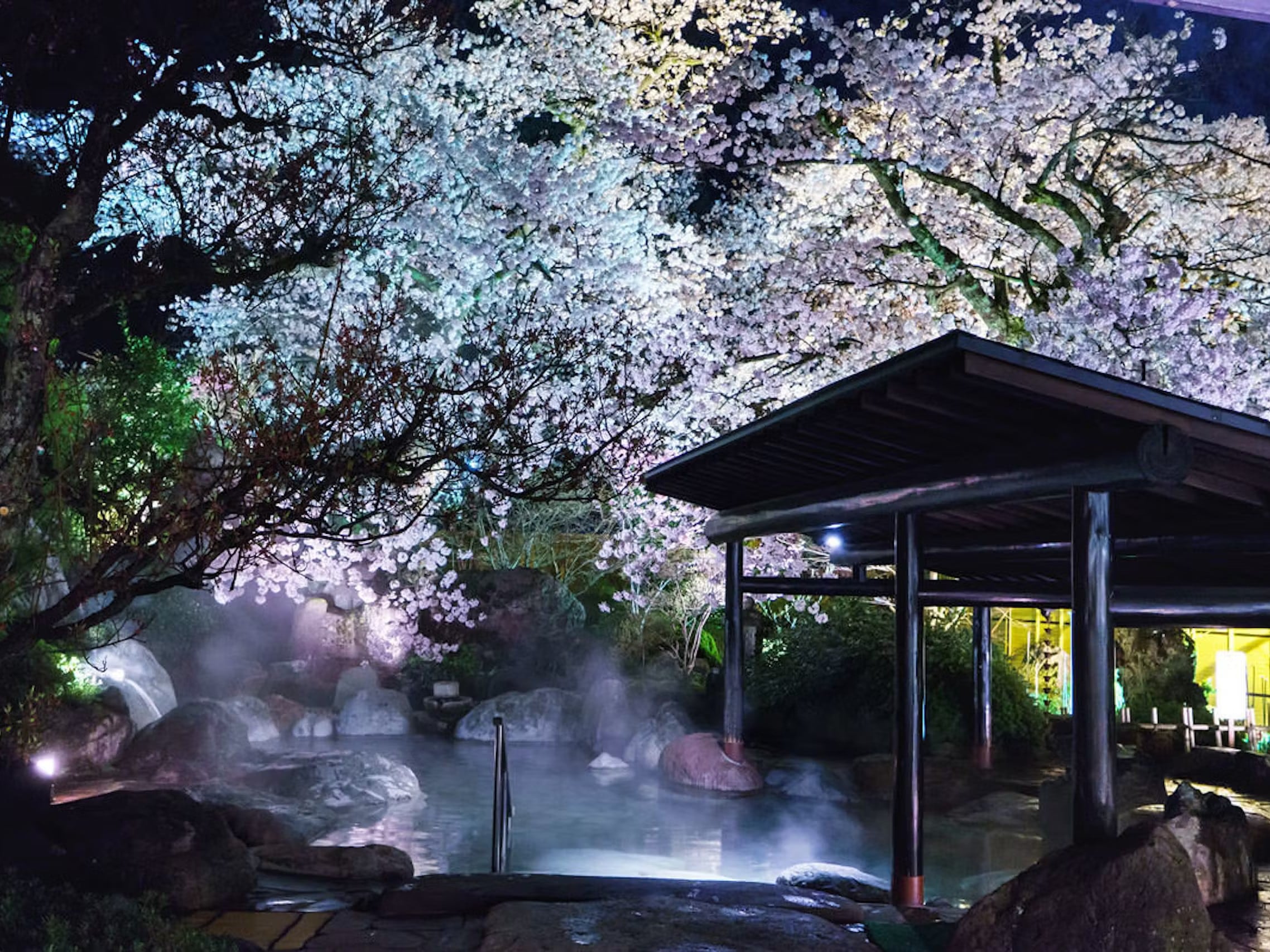ゆめの湯　春 幻想的な夜桜
