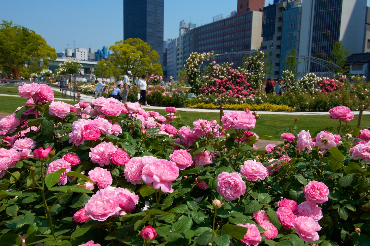 中之島公園画像